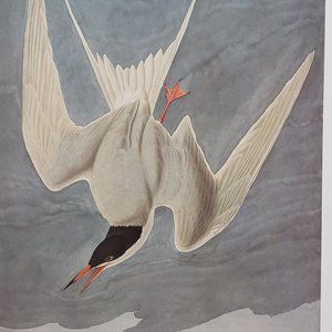 Common Tern by J. J. Audubon